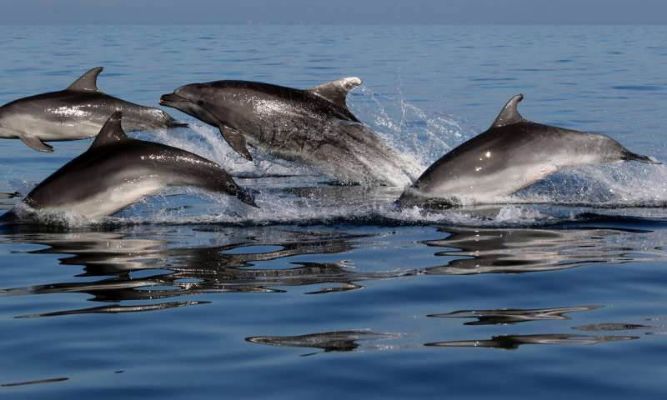 Dolphin Cruises