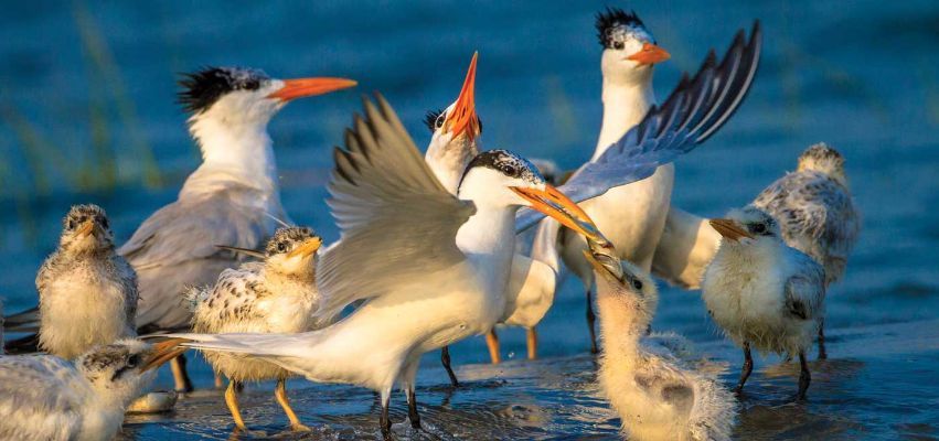 Hilton Head Island is a paradise for birdwatchers