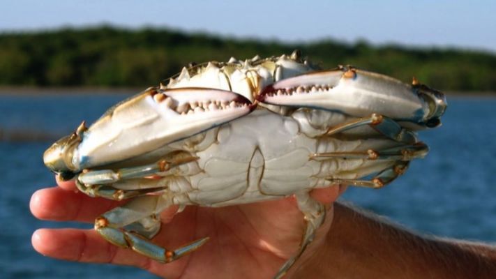 Participate in the popular local crabbing activity